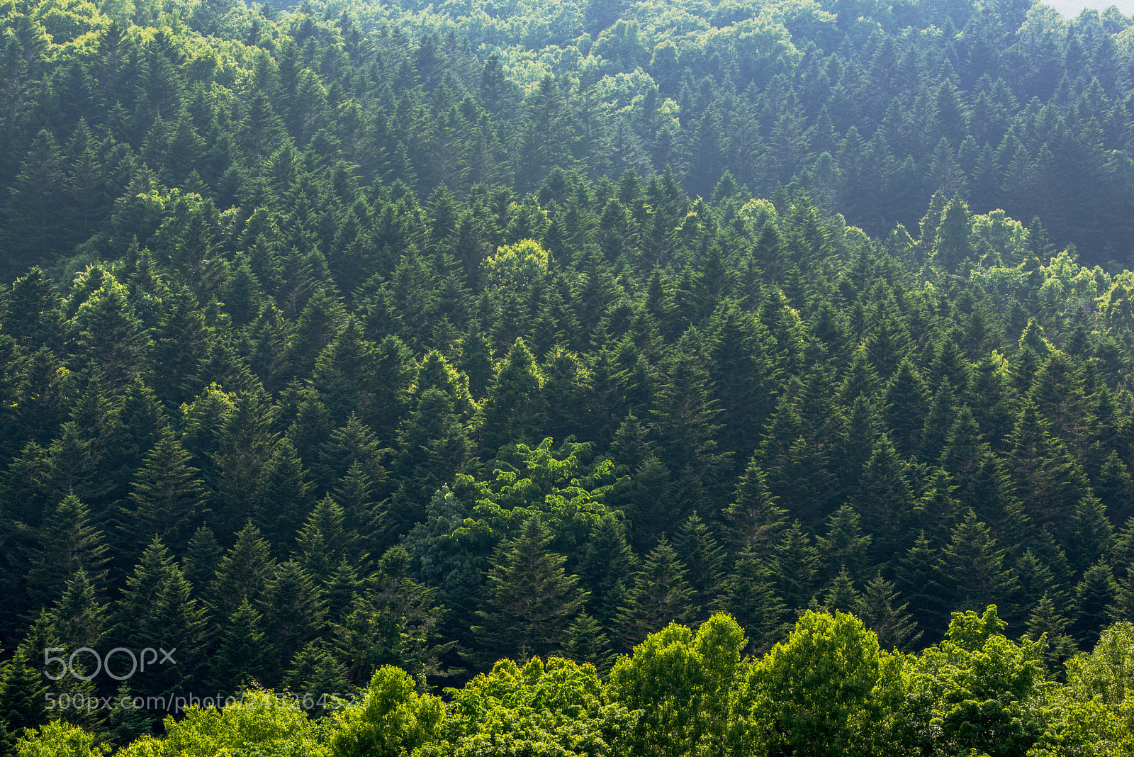 Nikon D810 sample photo. Untitled photography