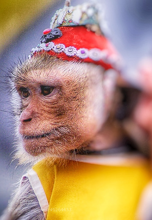 Pentax K10D sample photo. A monkey of means photography