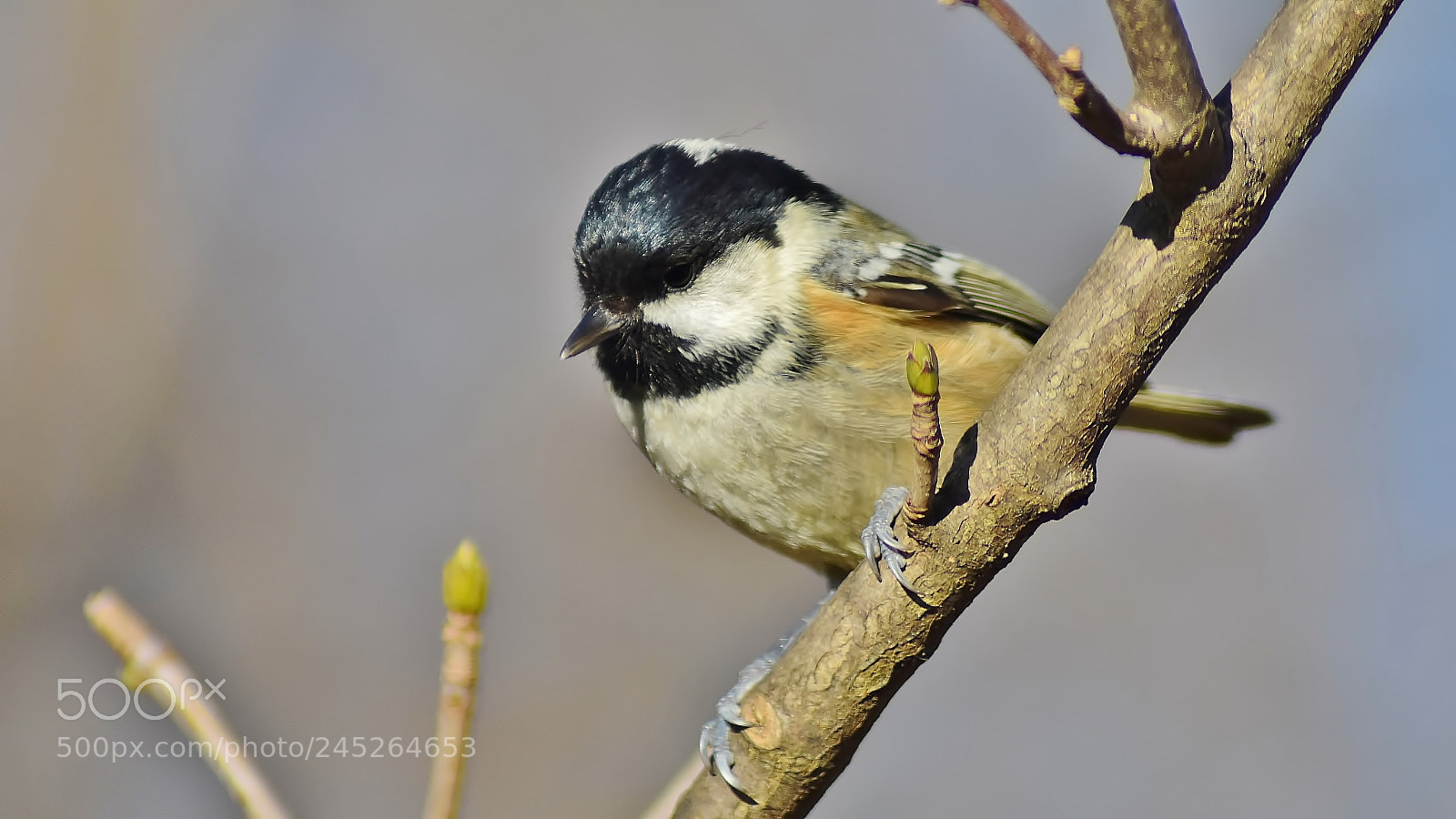 Nikon D3400 sample photo. Coal tit... photography