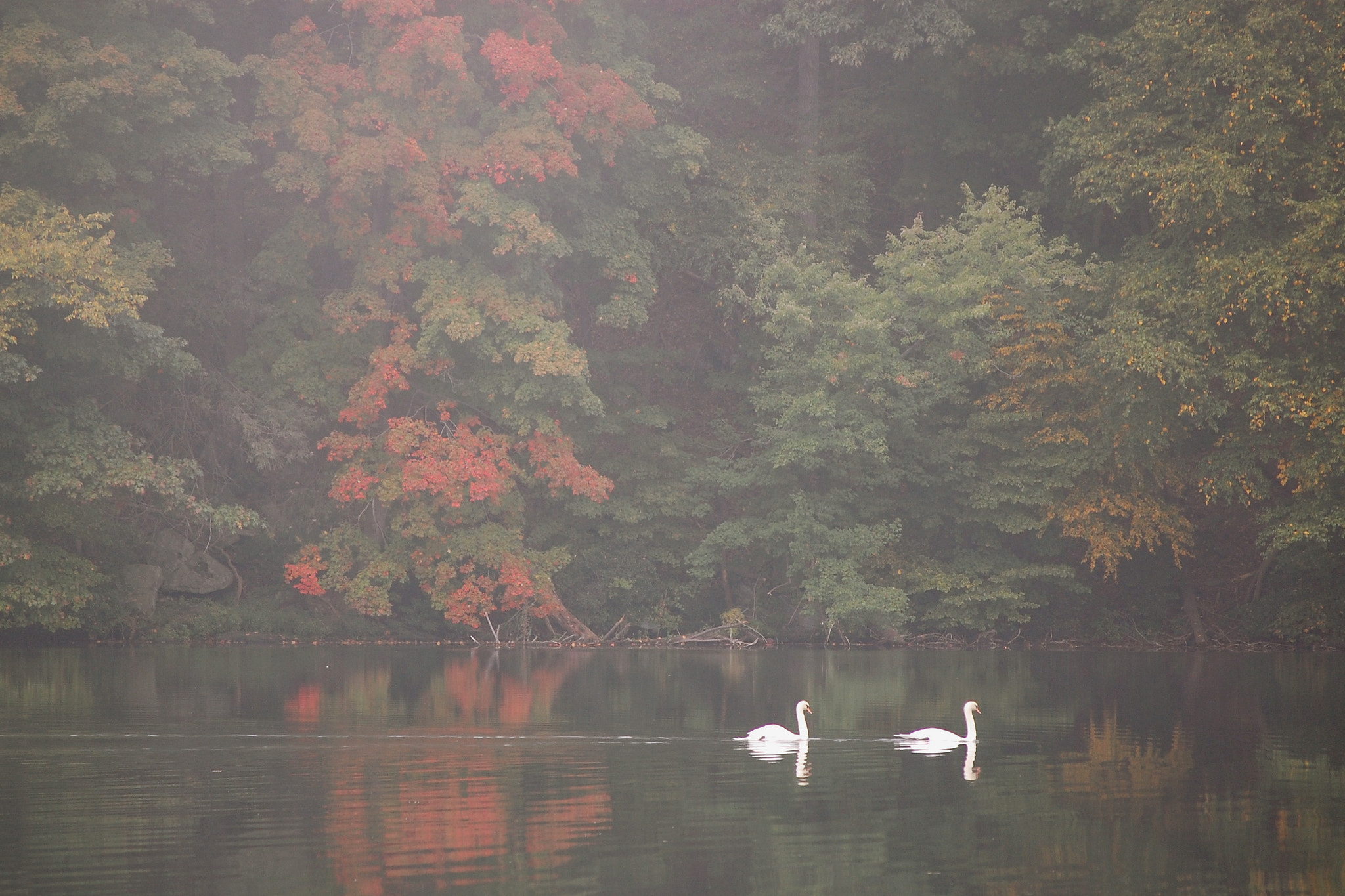 Nikon D40 sample photo. Swans. wampus pond ny . hand held no filters. photography