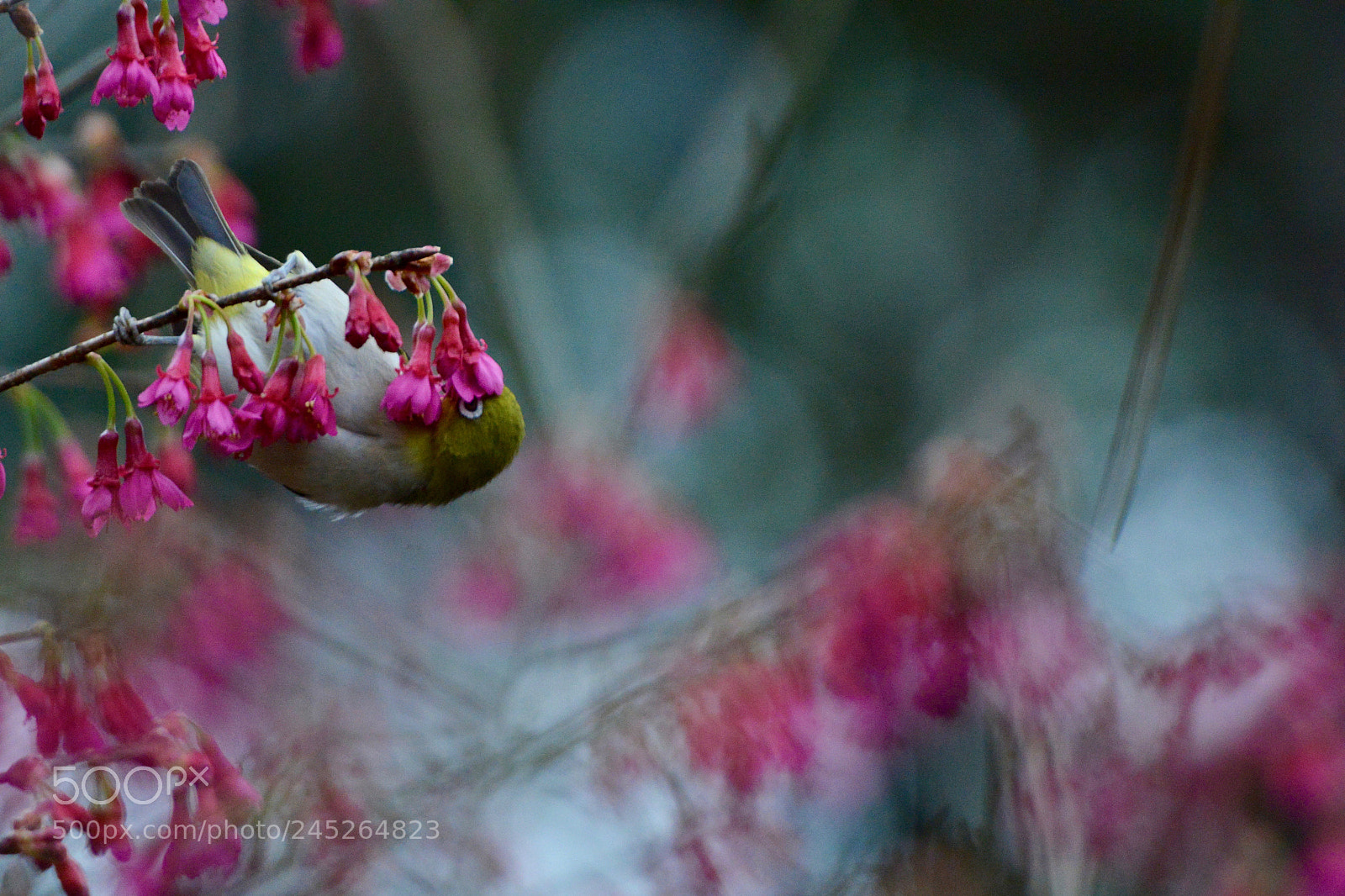 Nikon D800E sample photo. Acacia bird photography