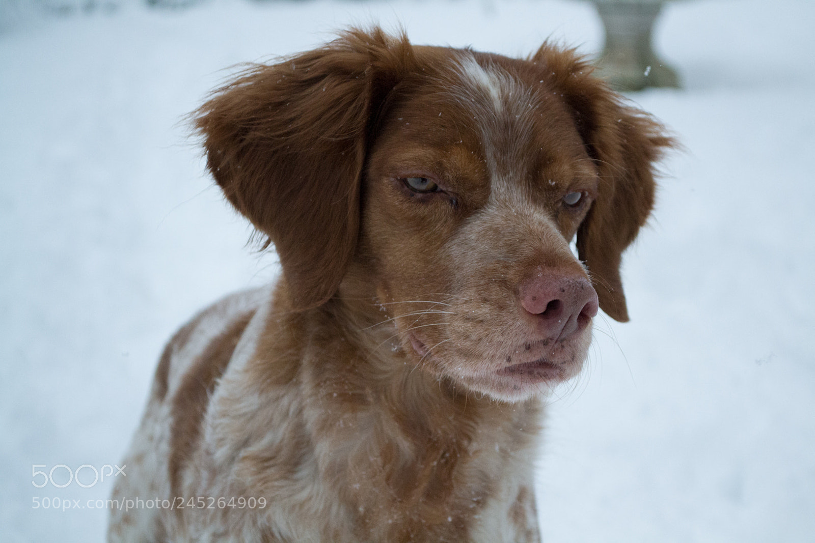 Nikon D3100 sample photo. My first snow photography