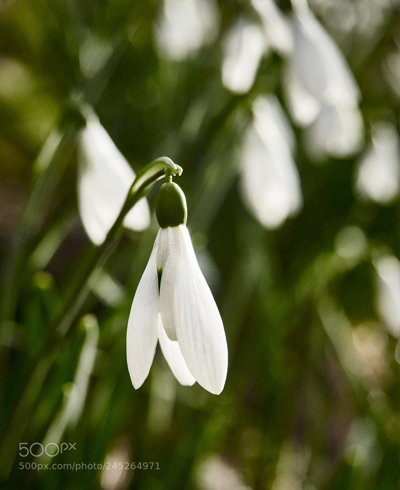 Olympus PEN-F sample photo. Snowdrop in the woods photography