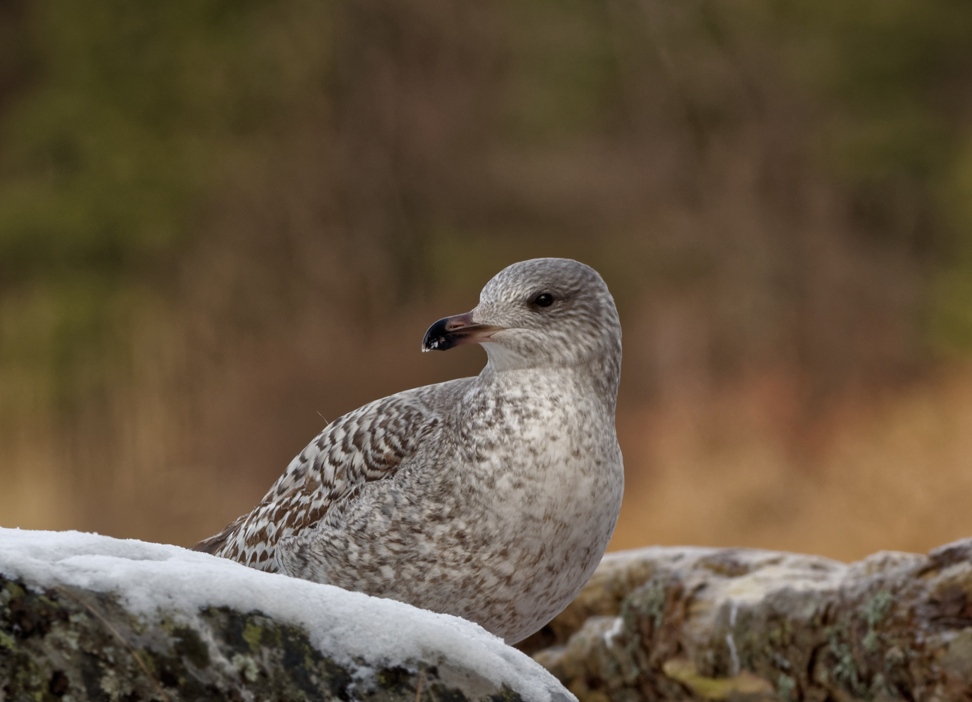 Nikon D5600 + Sigma 150-600mm F5-6.3 DG OS HSM | C sample photo. European herring gull (larus argentatus) photography