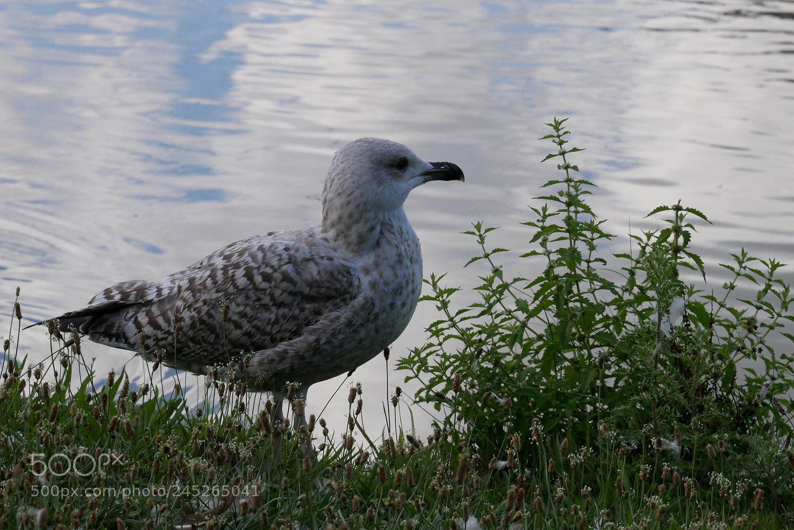Panasonic Lumix DMC-GX85 (Lumix DMC-GX80 / Lumix DMC-GX7 Mark II) sample photo. Gull 1 photography
