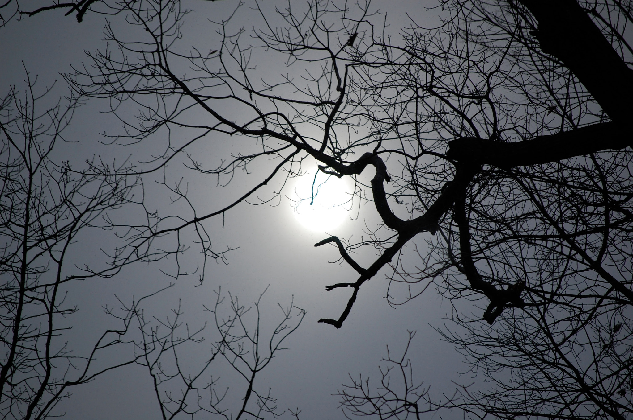 Nikon D40 sample photo. On a very overcast day the sun shone through creat ... photography