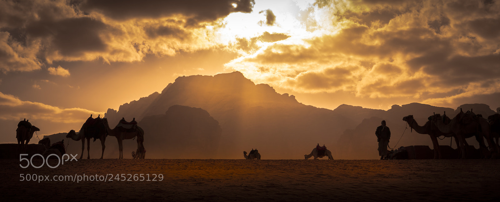 Canon EOS 5DS R sample photo. Camello bello in wadi photography