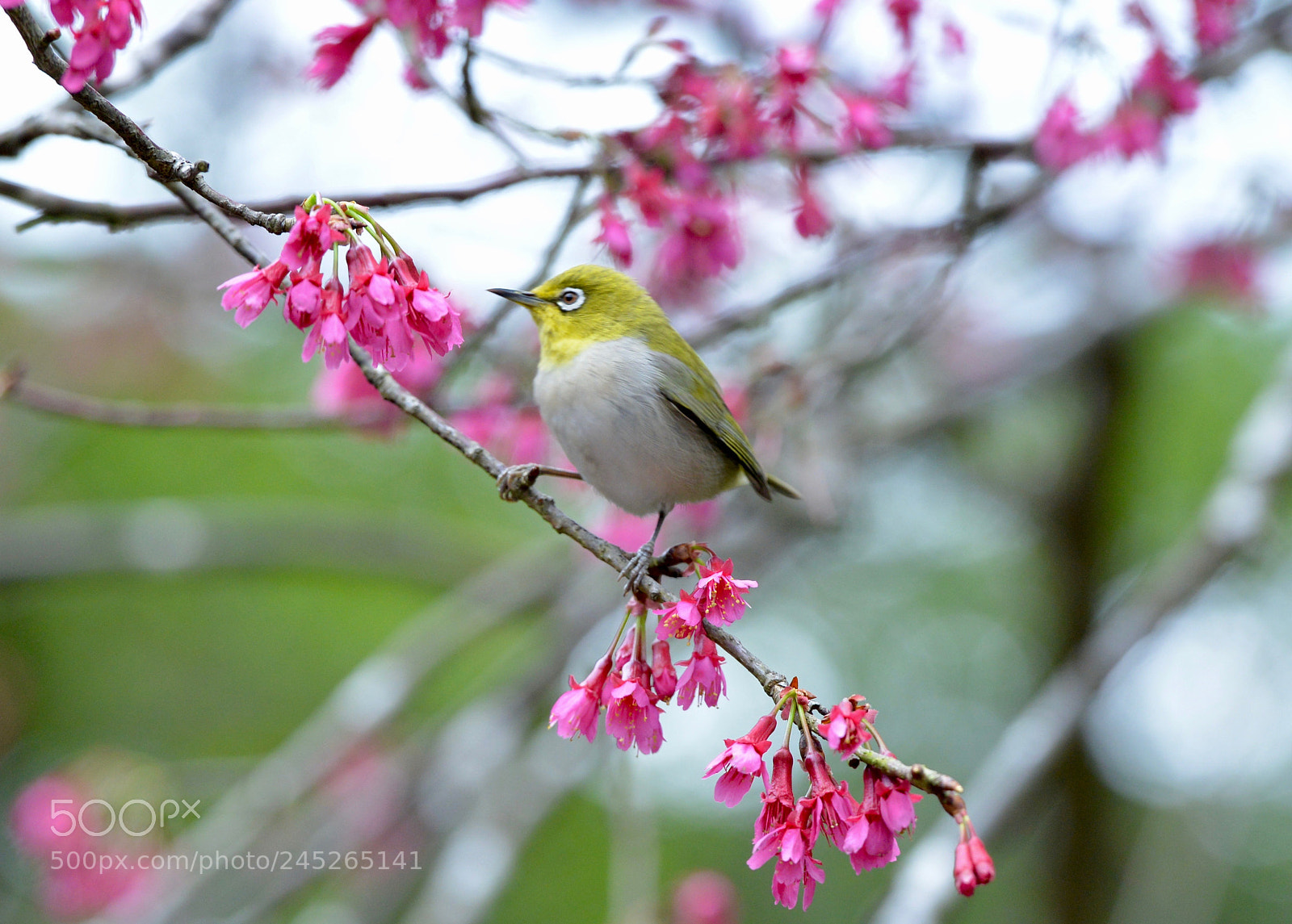 Nikon D800E sample photo. Acacia bird photography