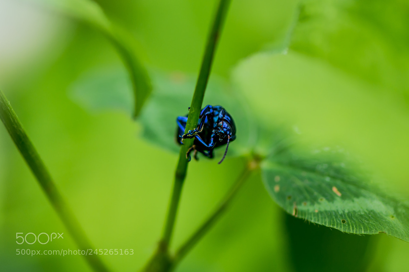Nikon D7100 sample photo. Angry bug photography