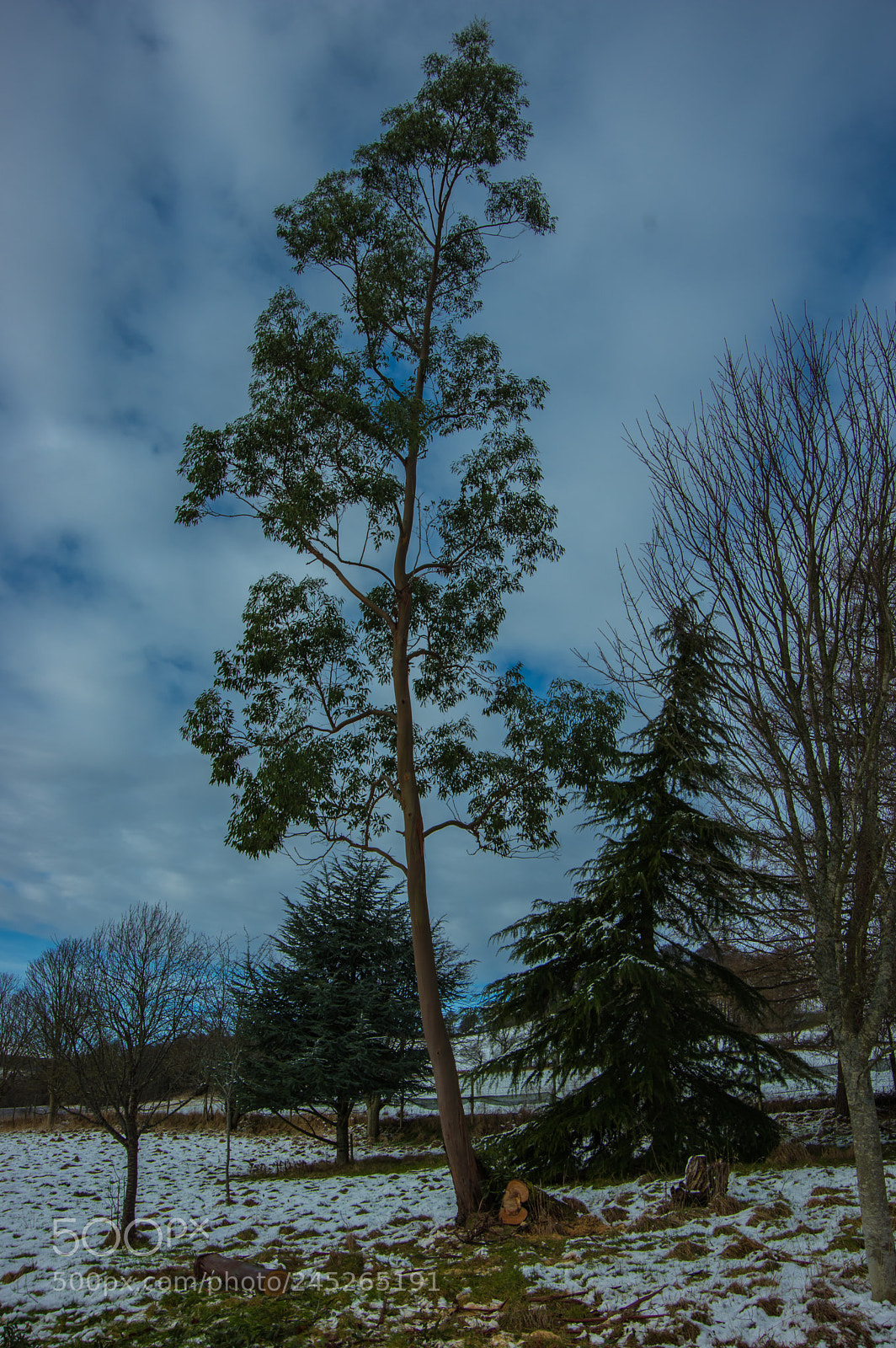 Pentax K-3 sample photo. Eucalyptus tree photography