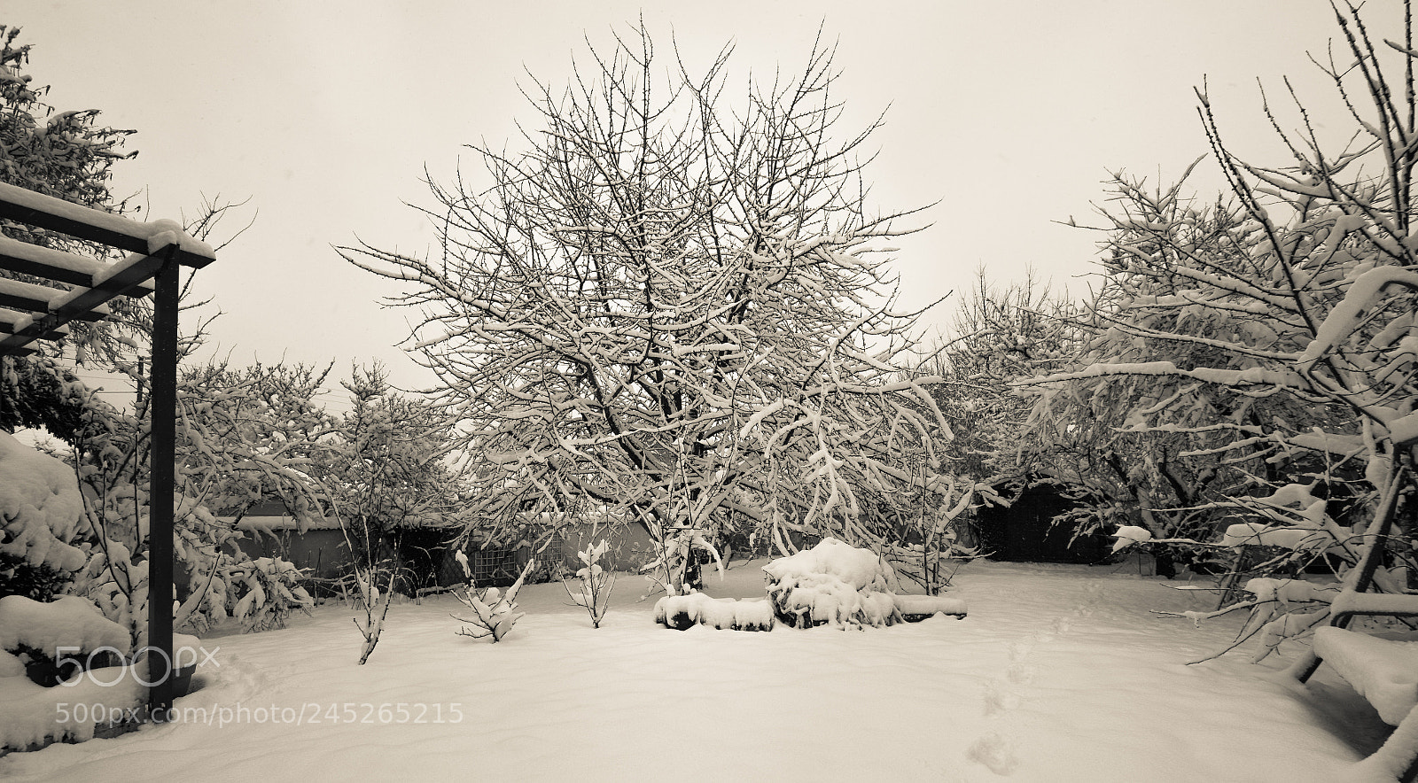 Nikon D500 sample photo. Tree's white coat photography
