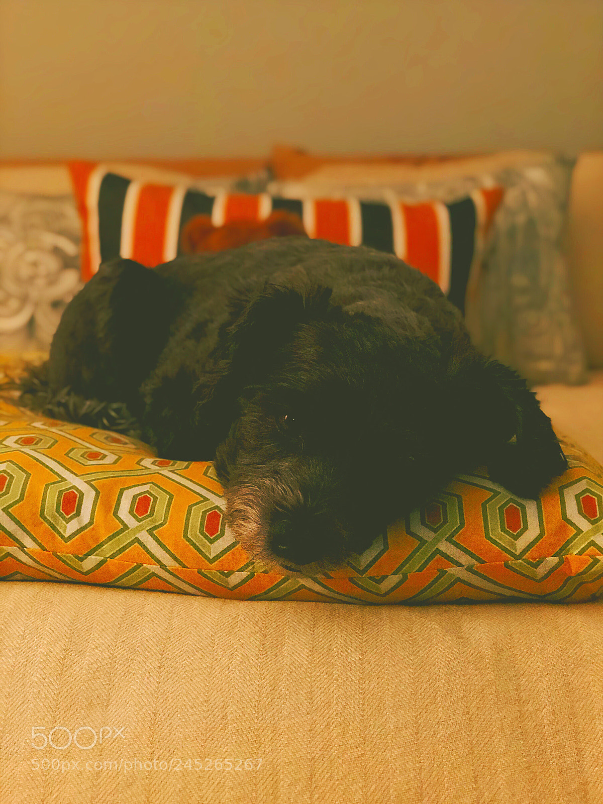 Apple iPhone 8 Plus sample photo. Princes pillow photography