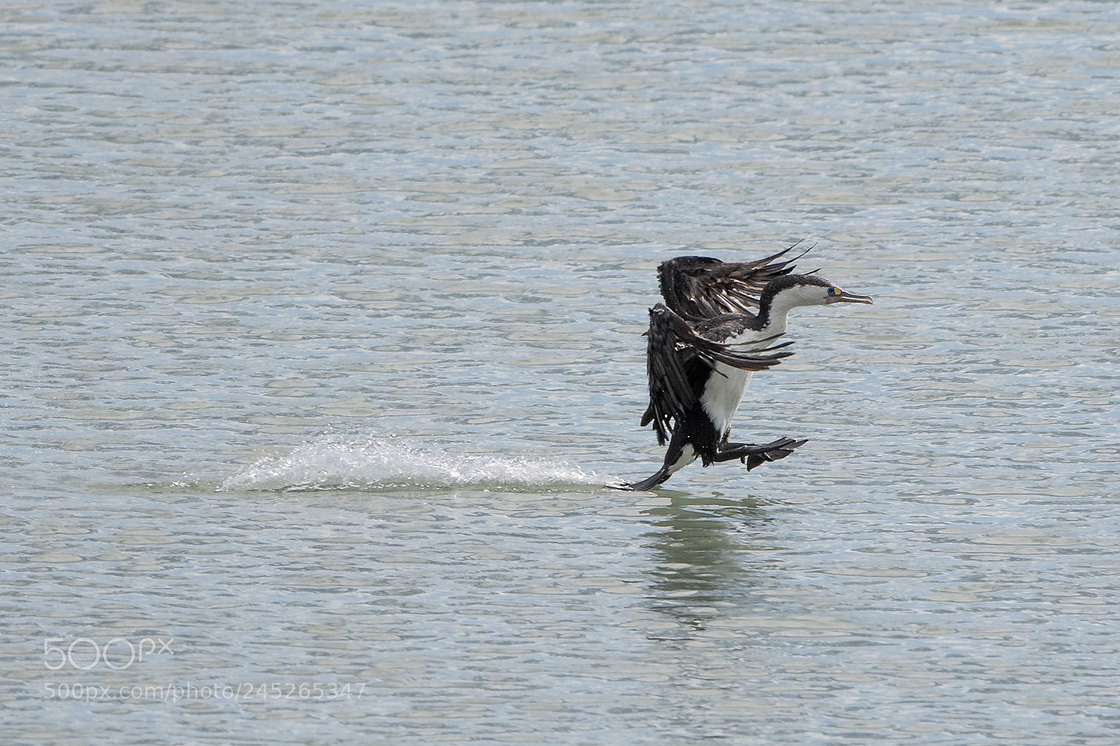 Nikon D500 sample photo. Nz pied shag k photography