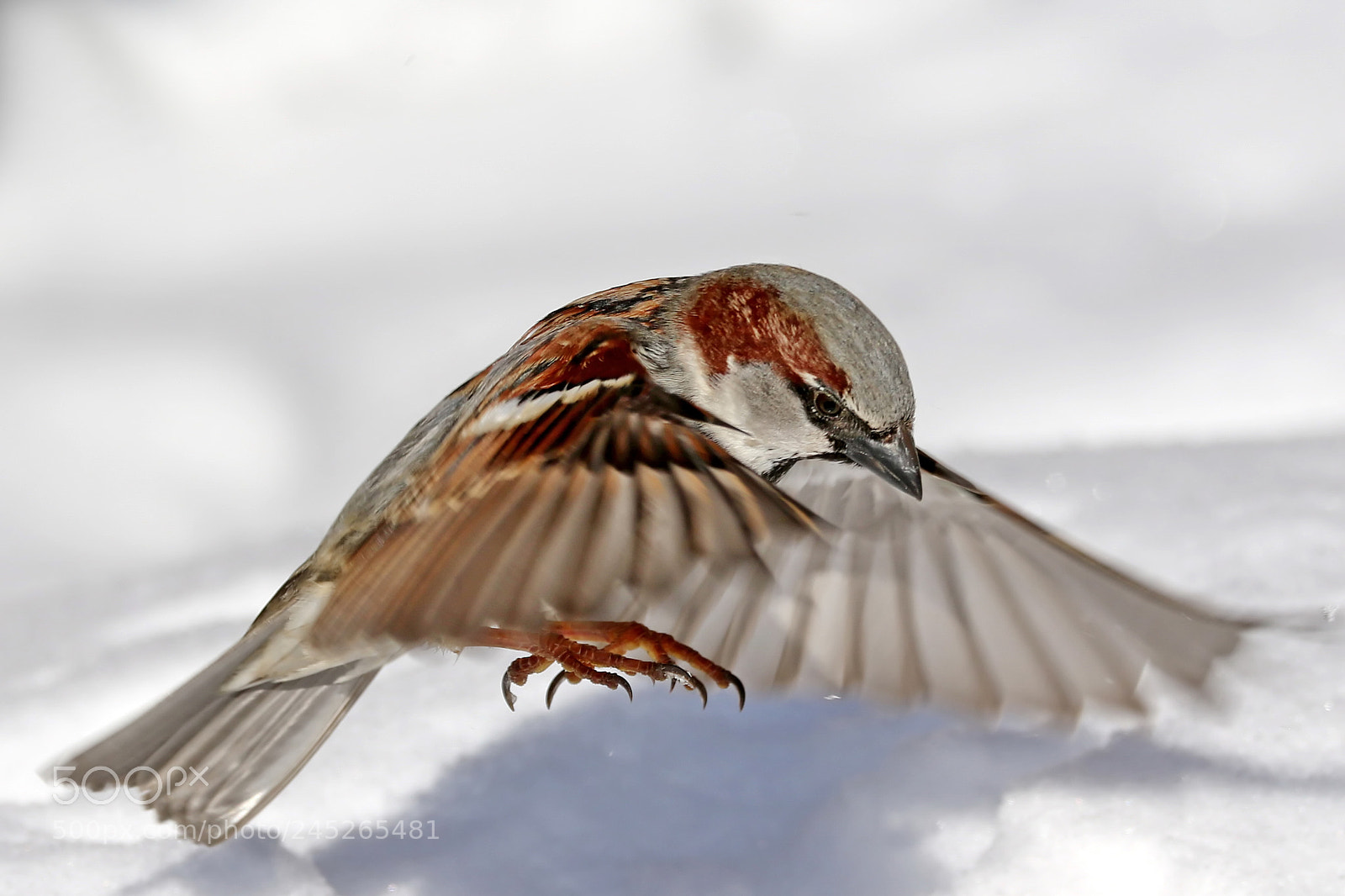 Canon EOS 7D Mark II sample photo. Sparrow photography
