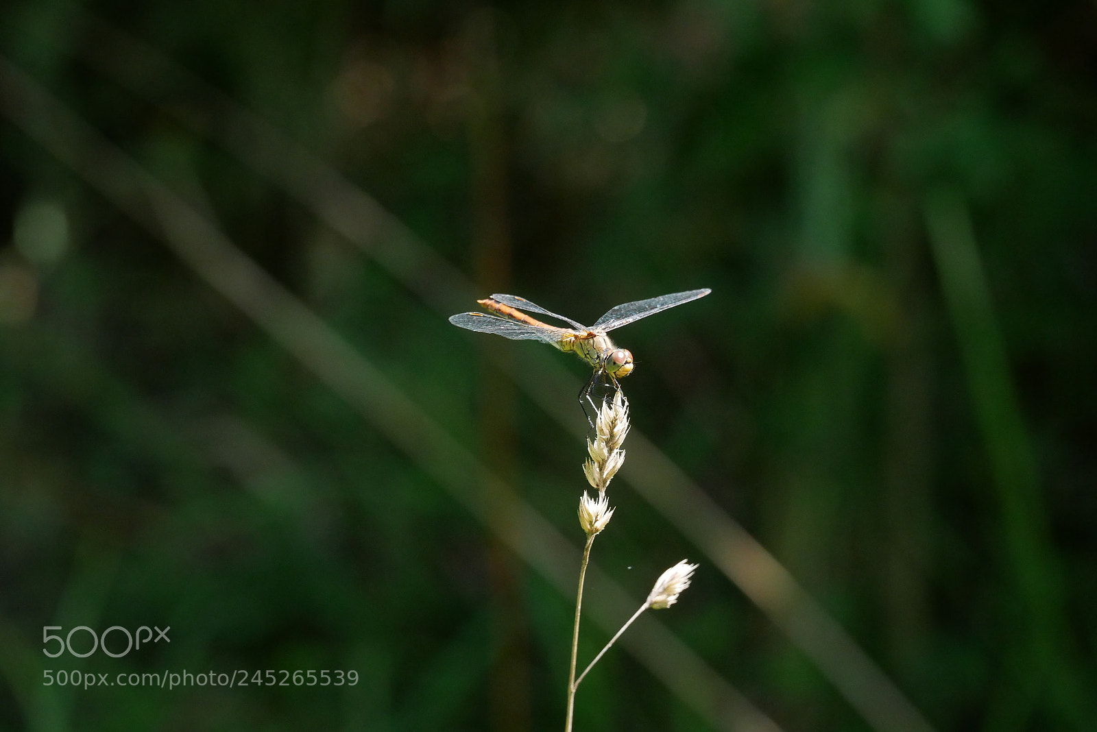Panasonic Lumix DMC-GX85 (Lumix DMC-GX80 / Lumix DMC-GX7 Mark II) sample photo. Dragonfly 1 photography