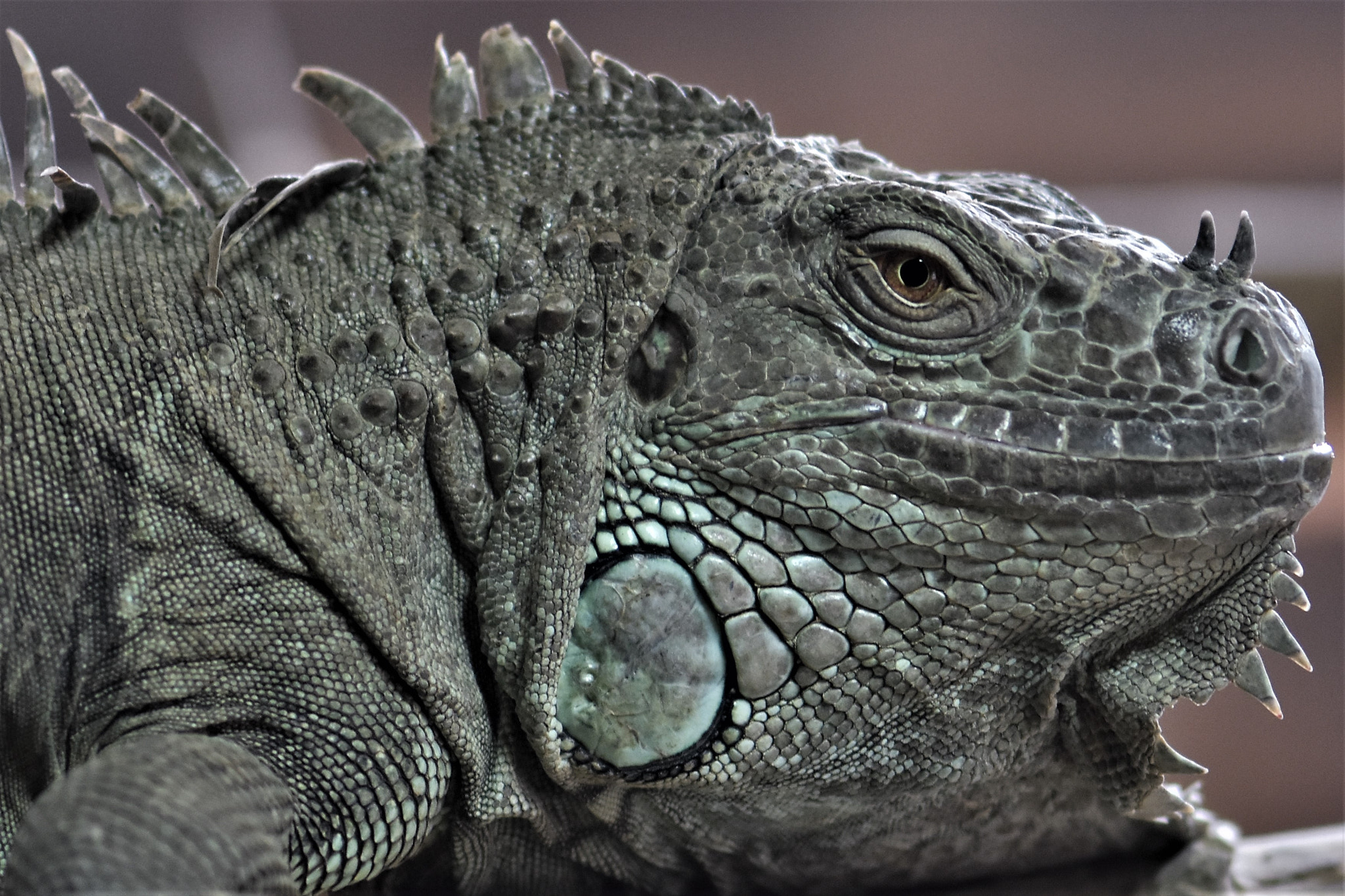 Nikon AF-S Micro-Nikkor 105mm F2.8G IF-ED VR sample photo. Iguana ! photography