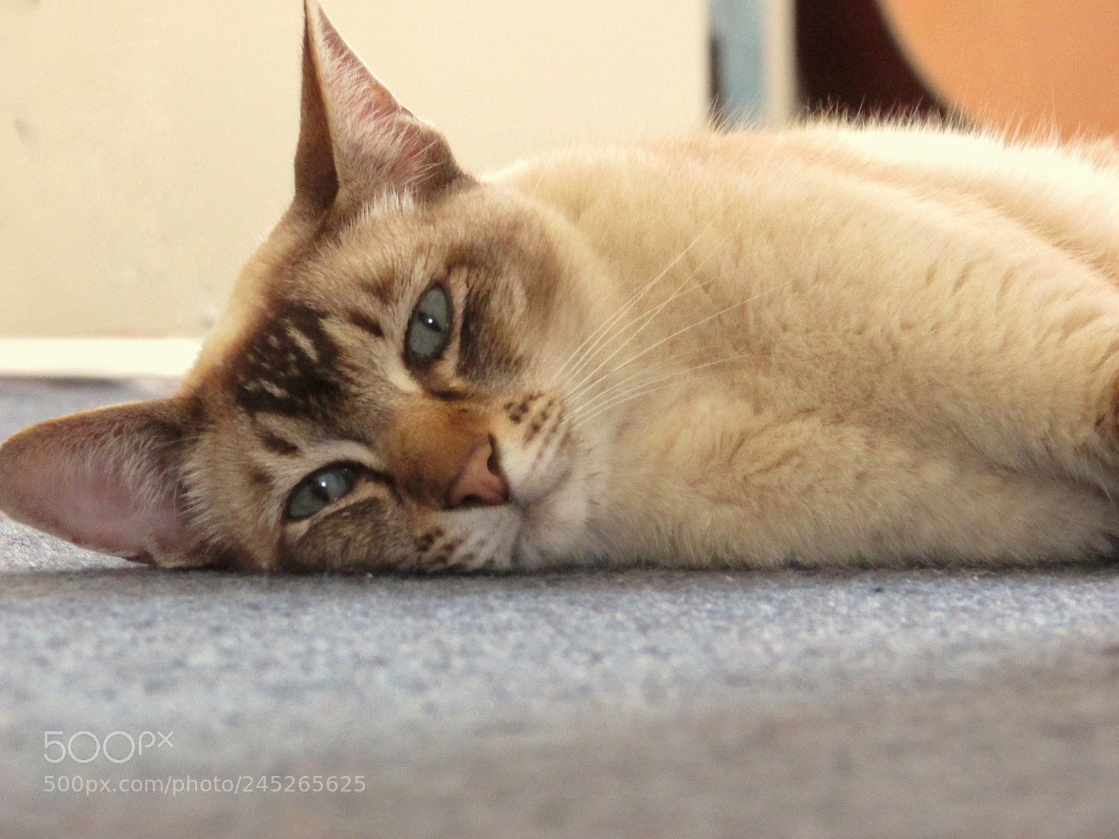 Canon PowerShot SX400 IS sample photo. A cat with its photography