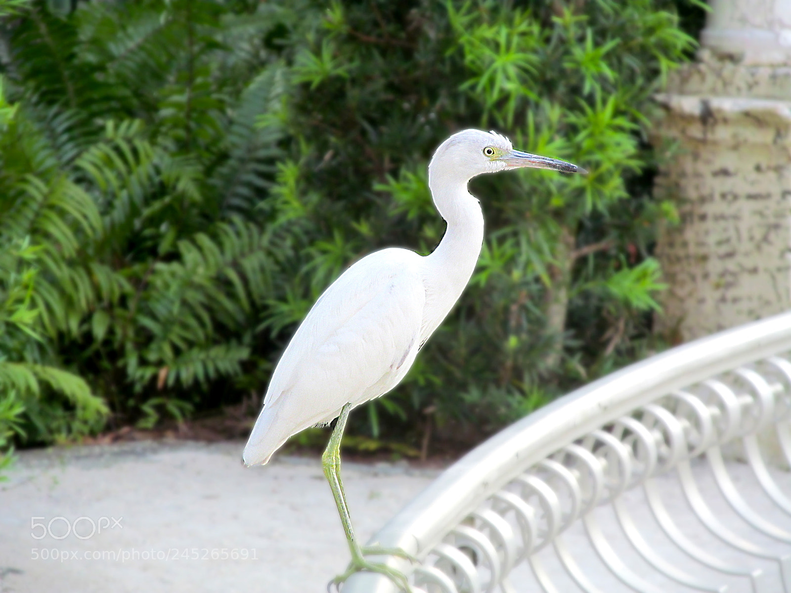 Canon PowerShot SX150 IS sample photo. North egret photography