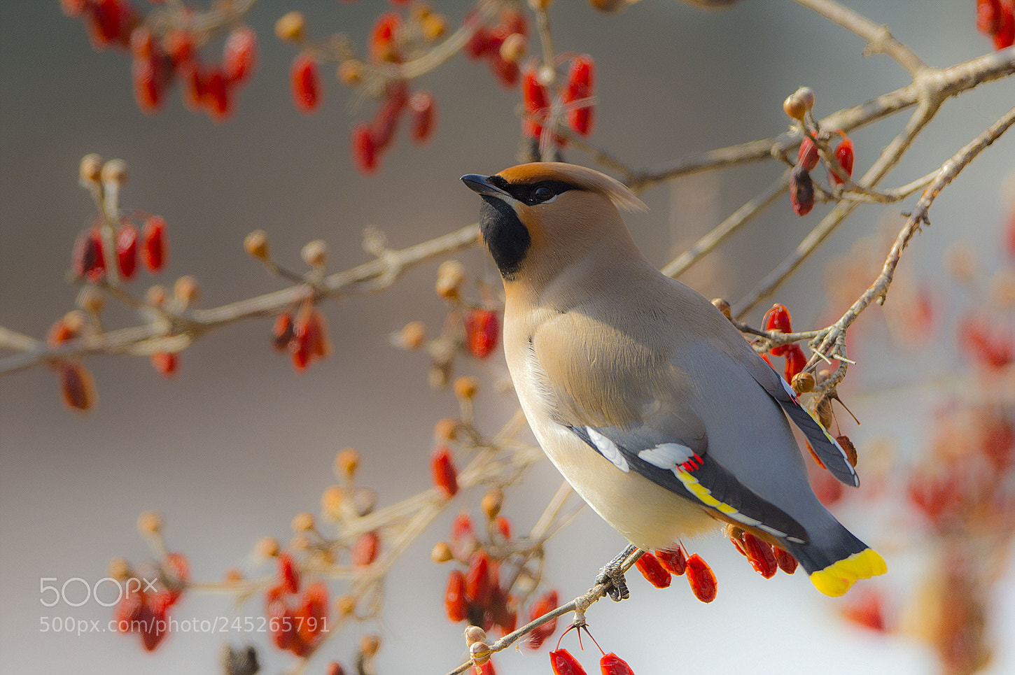 Nikon D4 sample photo. 황여새 photography