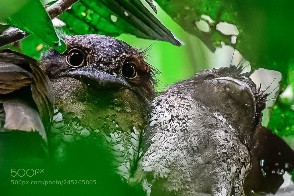 Nikon D500 sample photo. Srilankan frogmouth photography