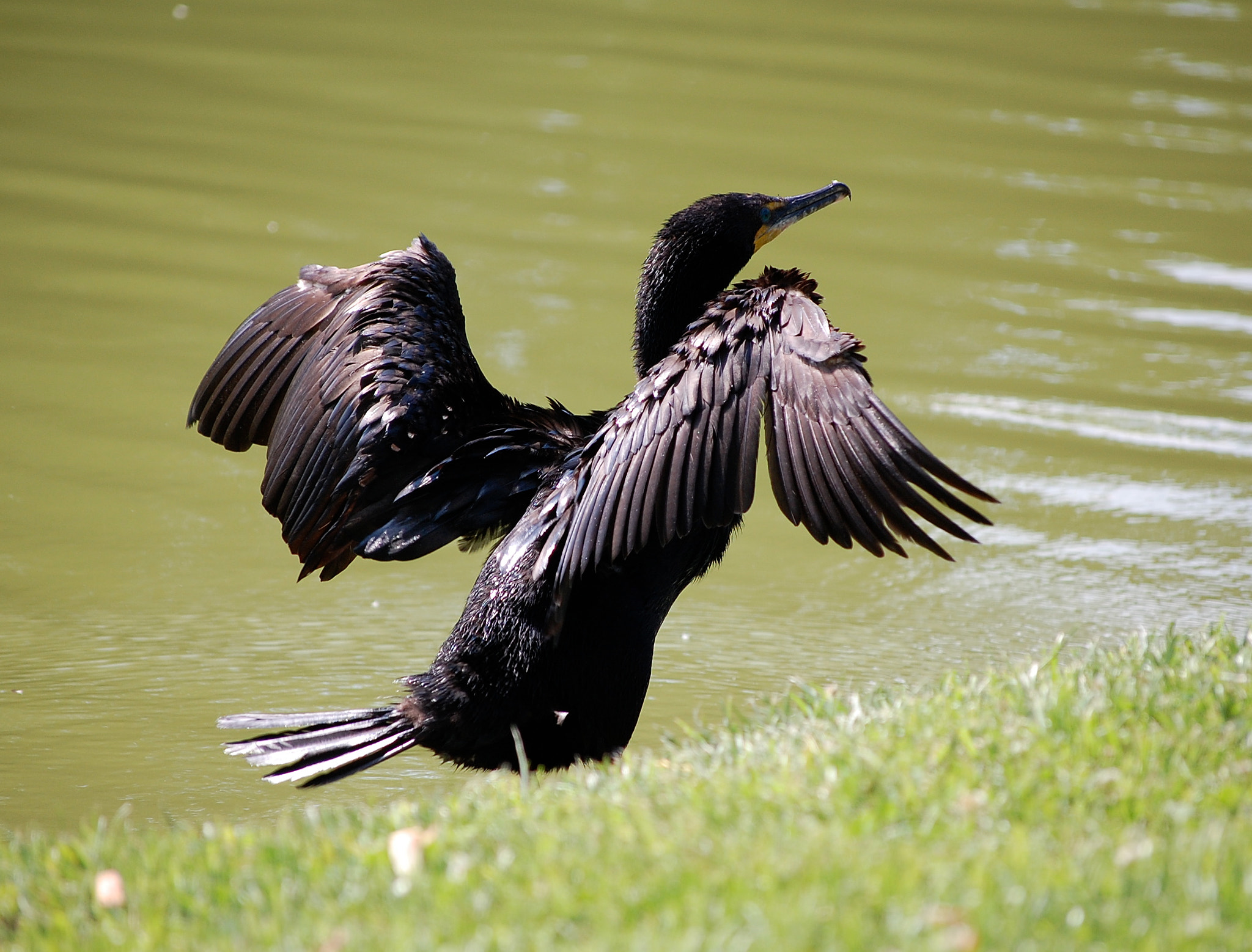 Nikon D40 sample photo. Sun bathing. @ pepsico co . hand held no filters. photography