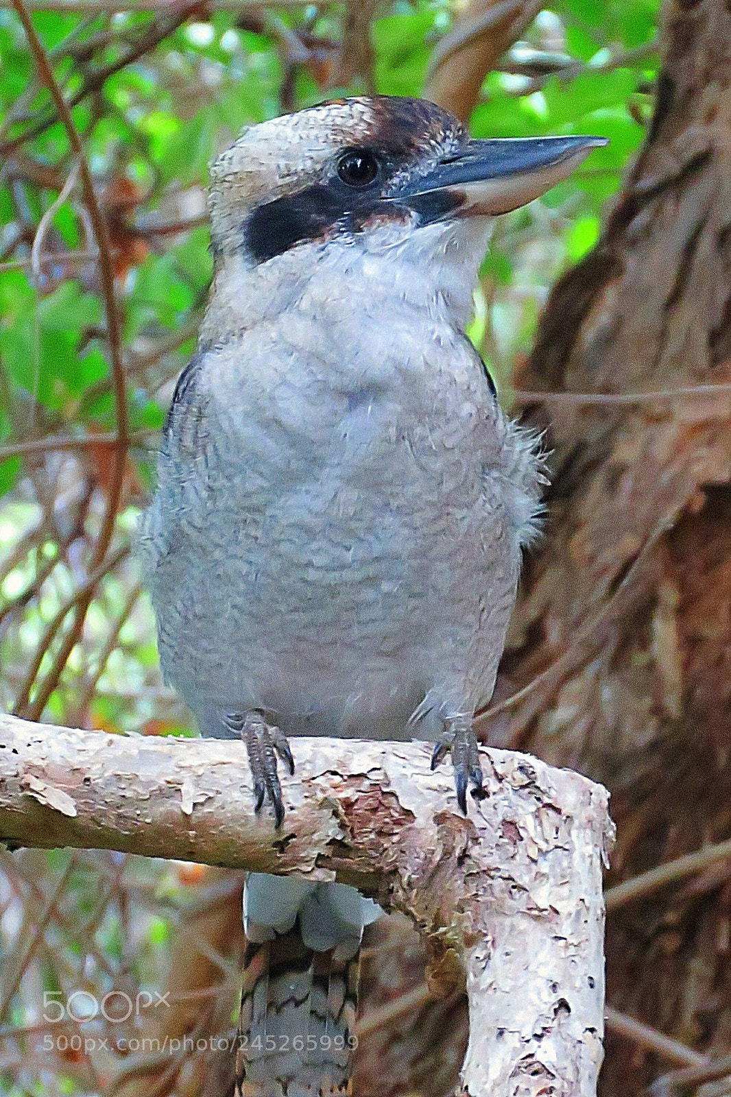 Canon PowerShot SX60 HS sample photo. My friend the kookaburra photography