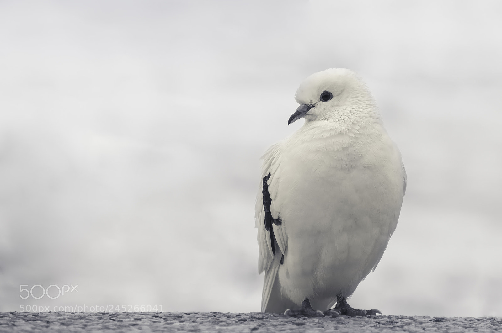 Panasonic Lumix DMC-GH3 sample photo. White pigeon look photography