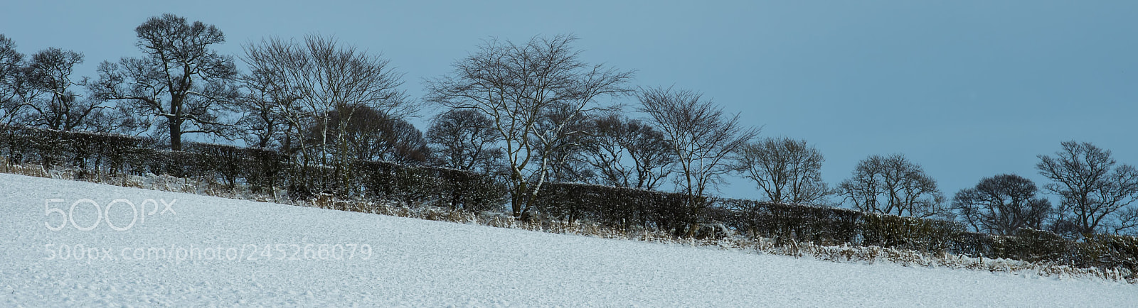 Pentax K-3 sample photo. Snow hedge trees photography