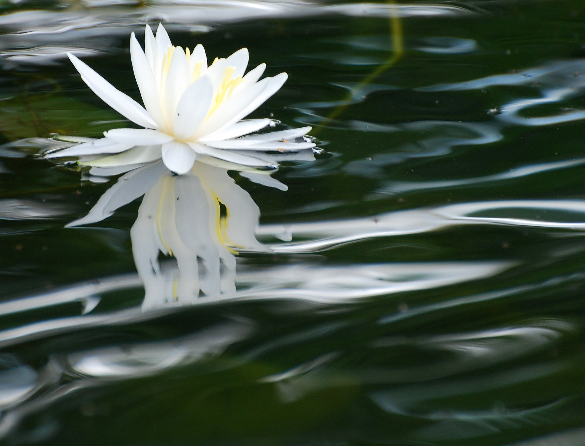 Nikon D80 sample photo. Satin its what i felt as i saw it and took the shot. @ wampus pond ny . hand held no filters. photography