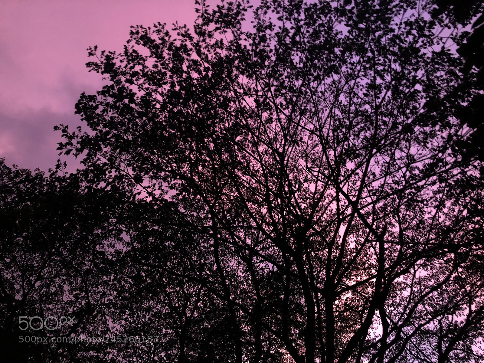 Apple iPhone 8 Plus sample photo. Pink skies photography