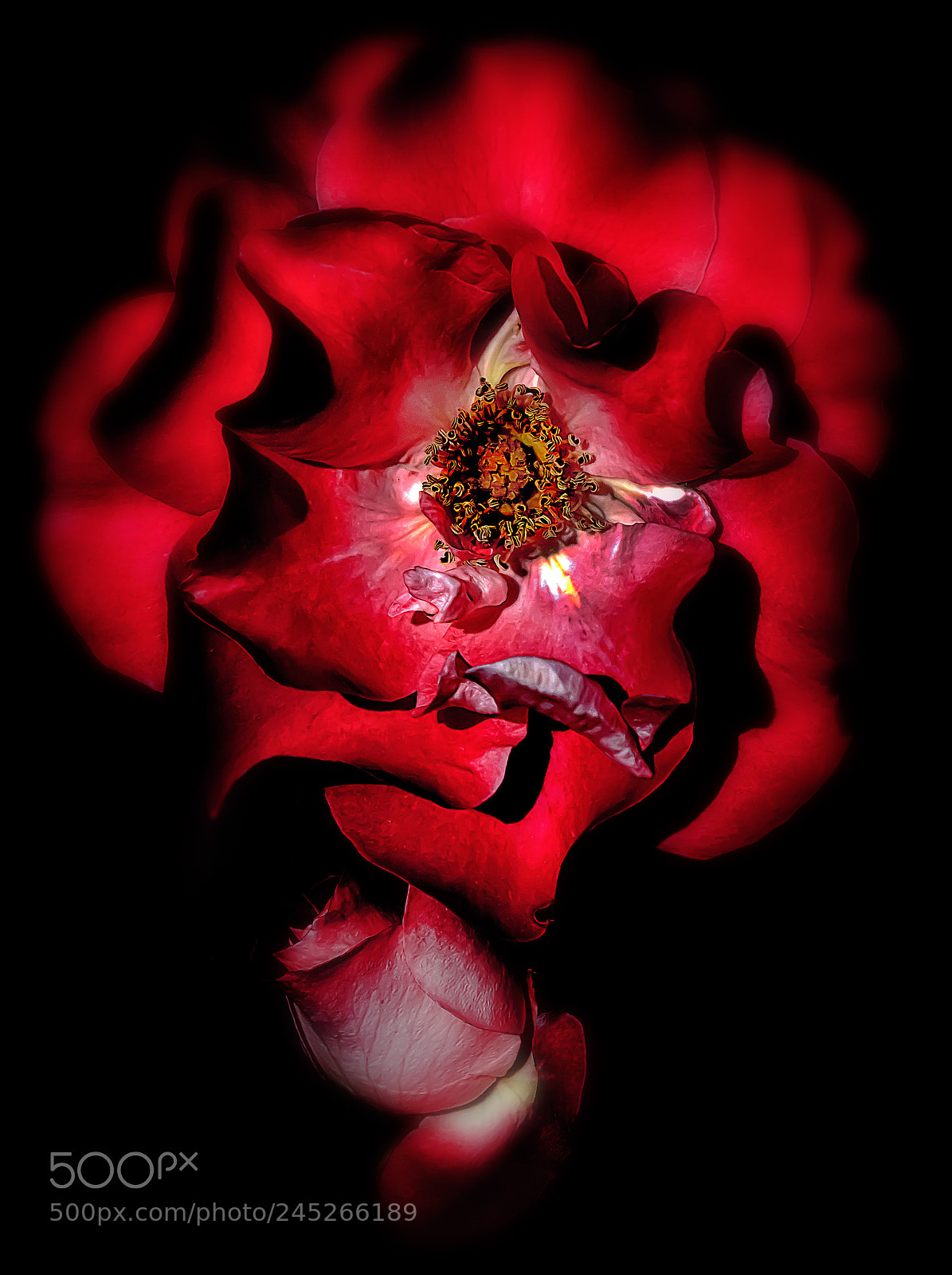 Canon EOS 650D (EOS Rebel T4i / EOS Kiss X6i) sample photo. Red passion photography