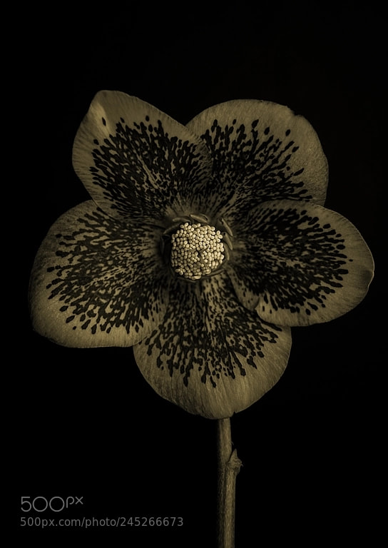 Nikon D7100 sample photo. Flower photography