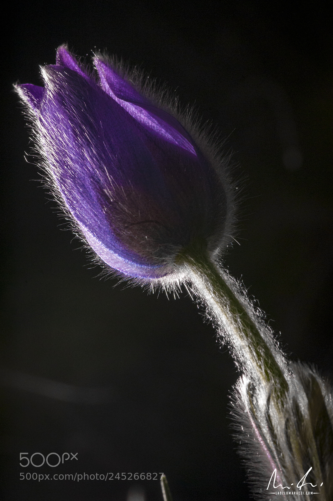 Nikon D300 sample photo. Backlighted pasque flower photography