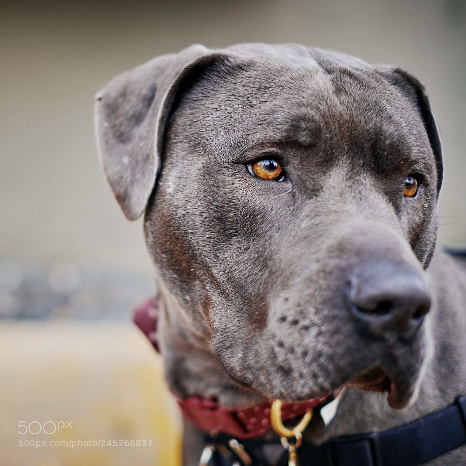 Fujifilm X-T20 sample photo. Beautiful black photography