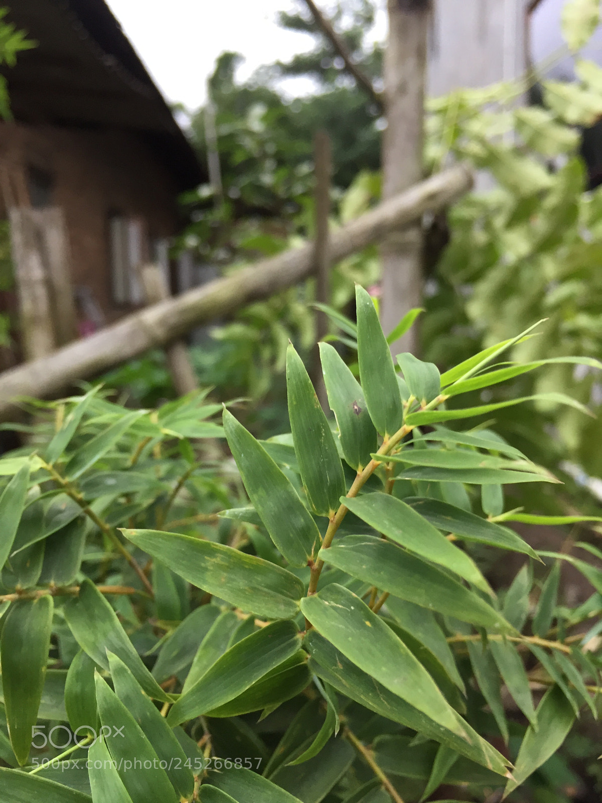 Apple iPhone 6 sample photo. Bamboo grass photography