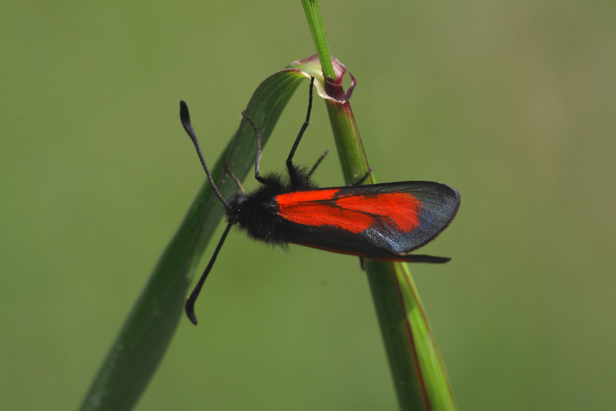 Canon 150mm sample photo. Red photography