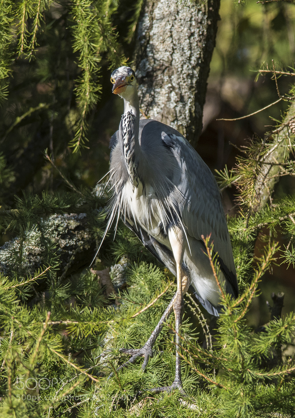 Nikon D810 sample photo. Grey heron, loch leven photography