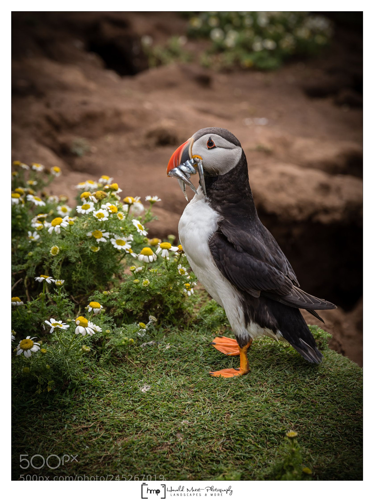 Nikon D750 sample photo. Puffin with fish photography