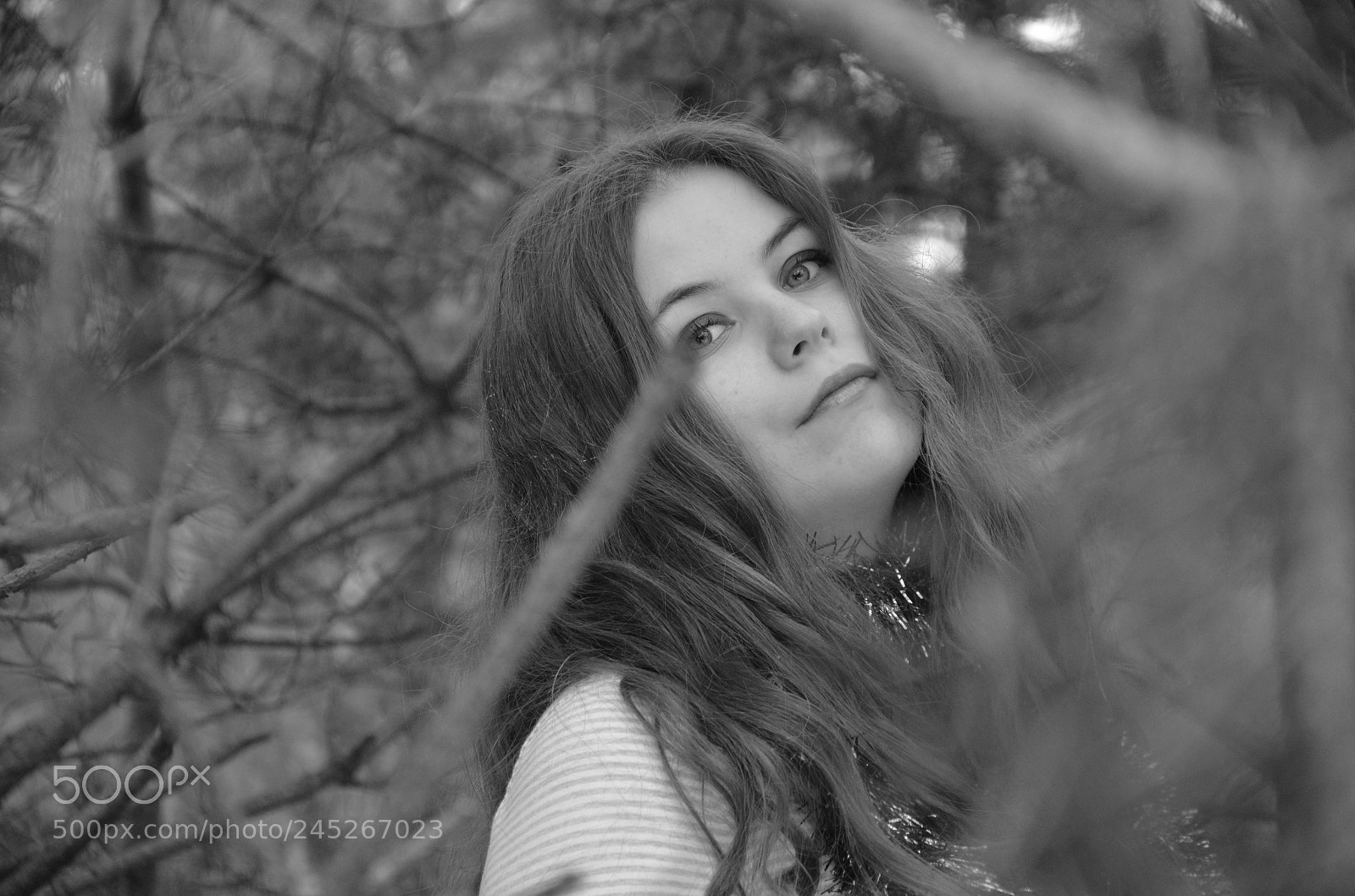 Nikon D5100 sample photo. Twigs photography