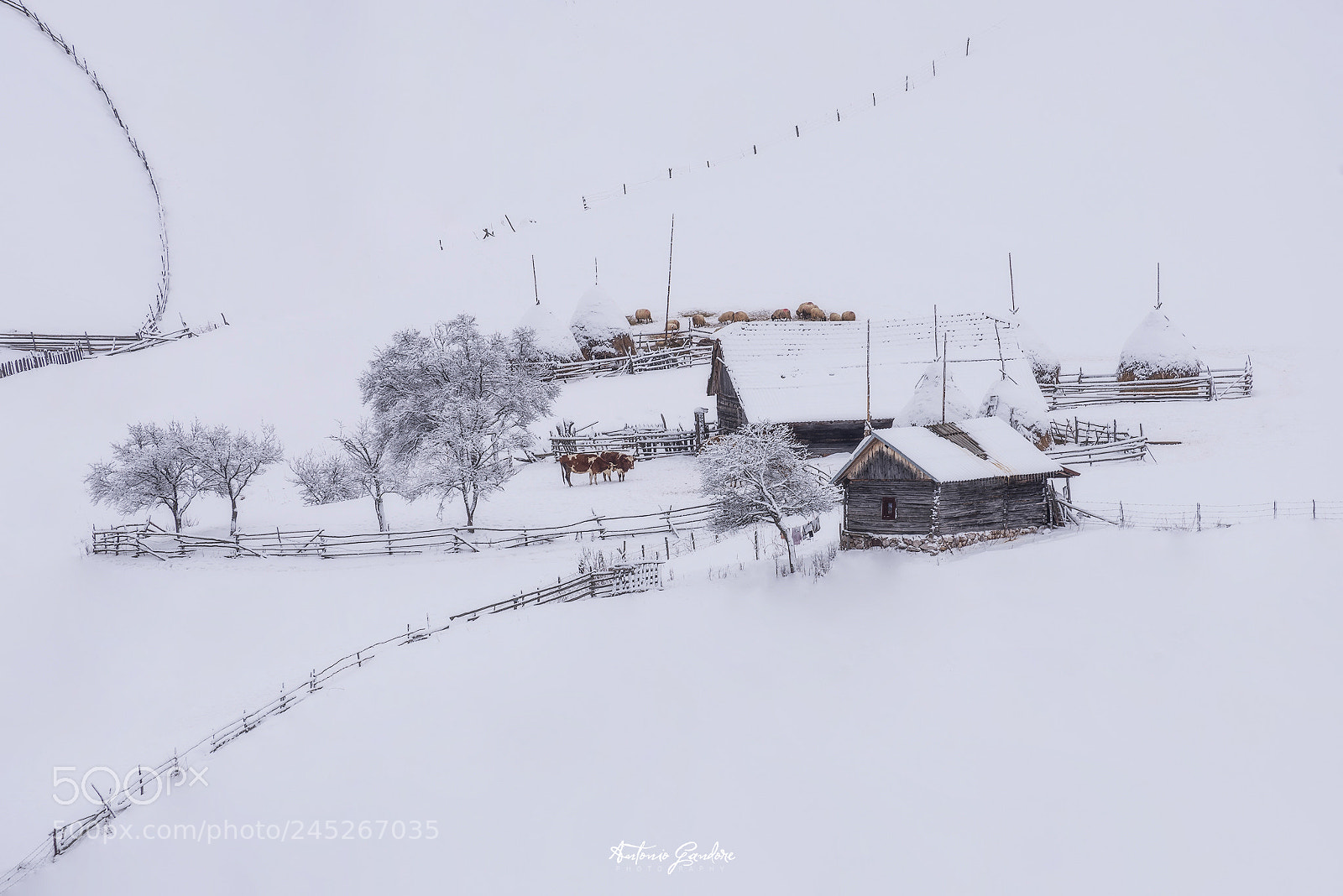 Nikon D610 sample photo. Winter in fundatura ponorului photography