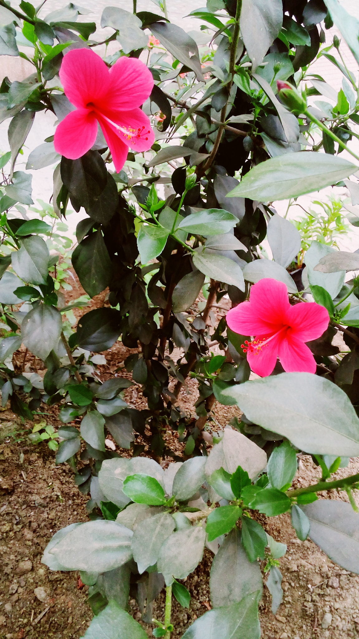 Micromax Canvas Spark sample photo. Pink photography