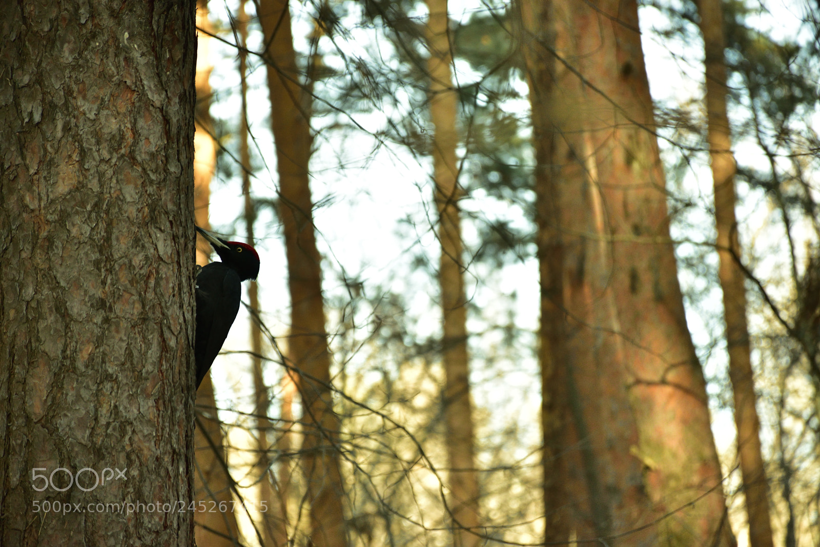 Nikon D7200 sample photo. Zateynik/chisticphoto photography