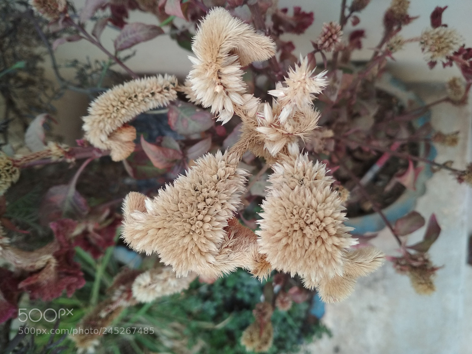 Xiaomi Redmi 4 Pro sample photo. Untitled photography