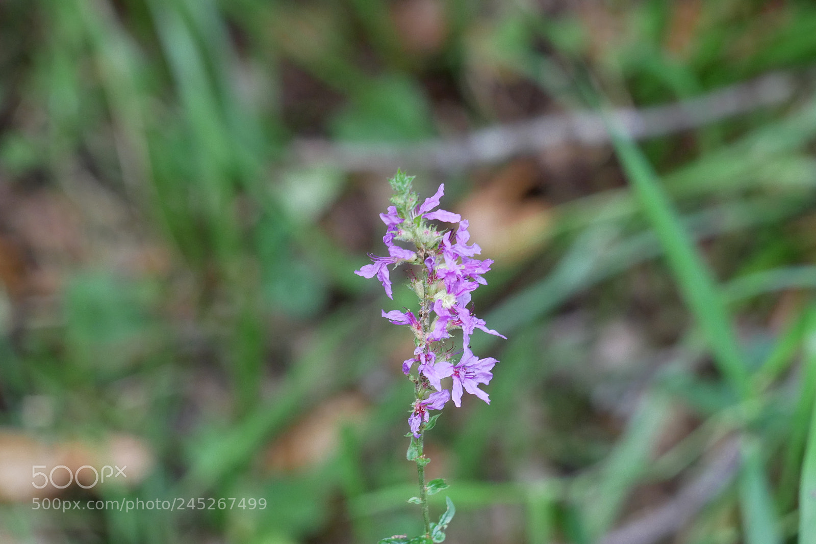 Panasonic Lumix DMC-GX85 (Lumix DMC-GX80 / Lumix DMC-GX7 Mark II) sample photo. Flower 3 photography