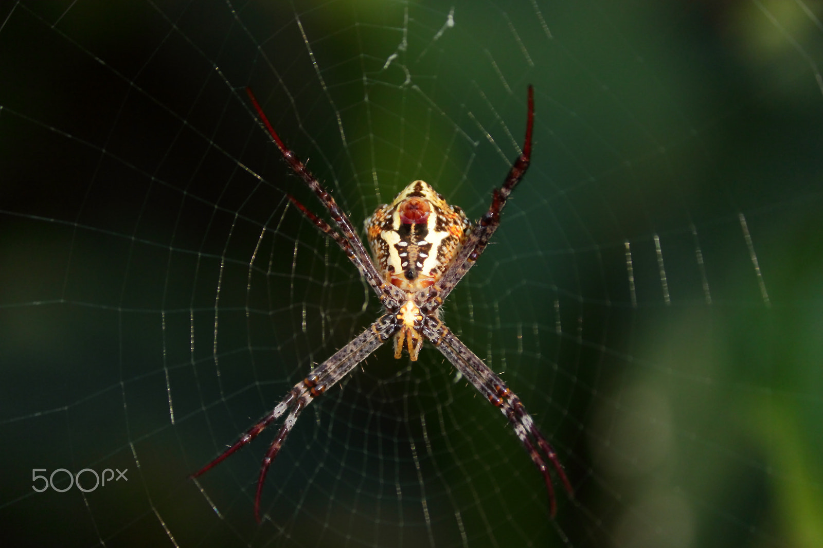 Canon EF-S 55-250mm F4-5.6 IS II sample photo. Spider underbelly photography