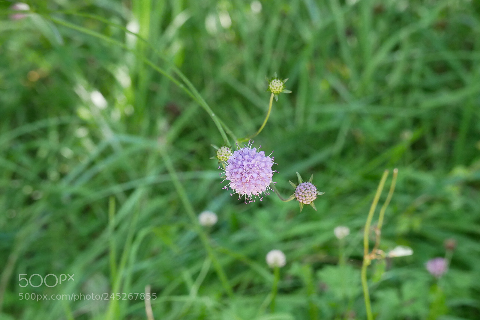 Panasonic Lumix DMC-GX85 (Lumix DMC-GX80 / Lumix DMC-GX7 Mark II) sample photo. Flower 4 photography