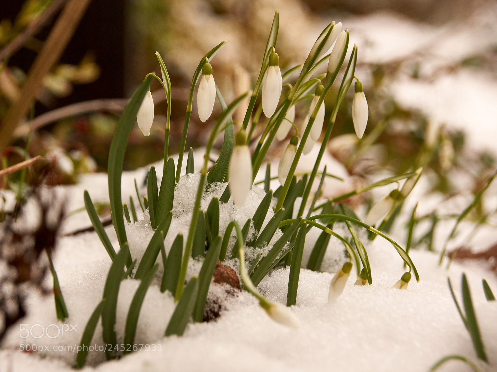 Sony SLT-A65 (SLT-A65V) sample photo. Snowdrop 1 photography