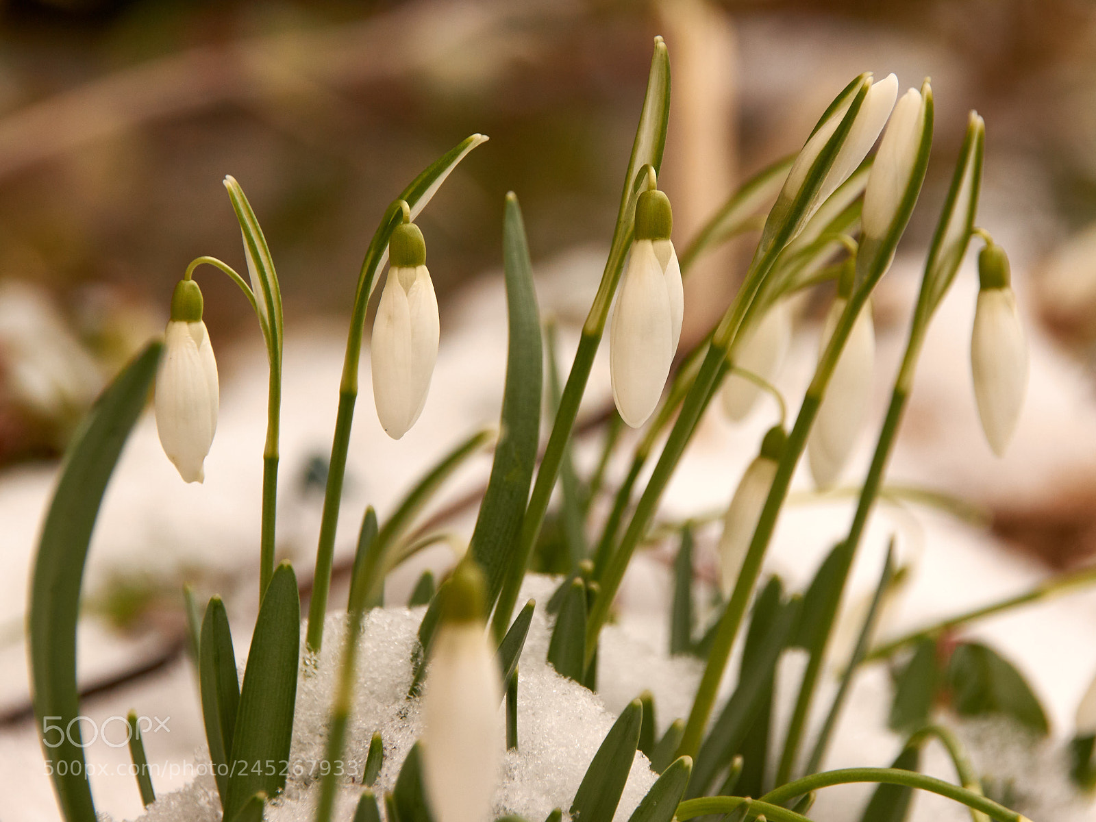 Sony SLT-A65 (SLT-A65V) sample photo. Snowdrop 2 photography