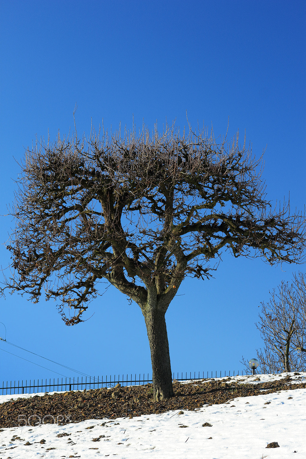 Canon EOS 1300D (EOS Rebel T6 / EOS Kiss X80) sample photo. The pear tree photography