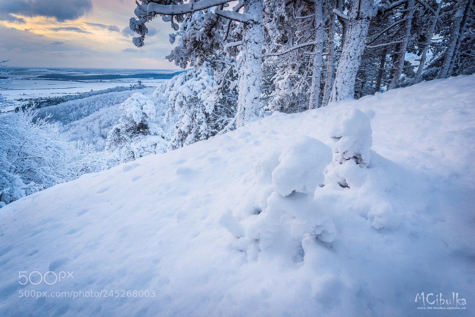 Sony a7R sample photo. Snow dwarfs photography
